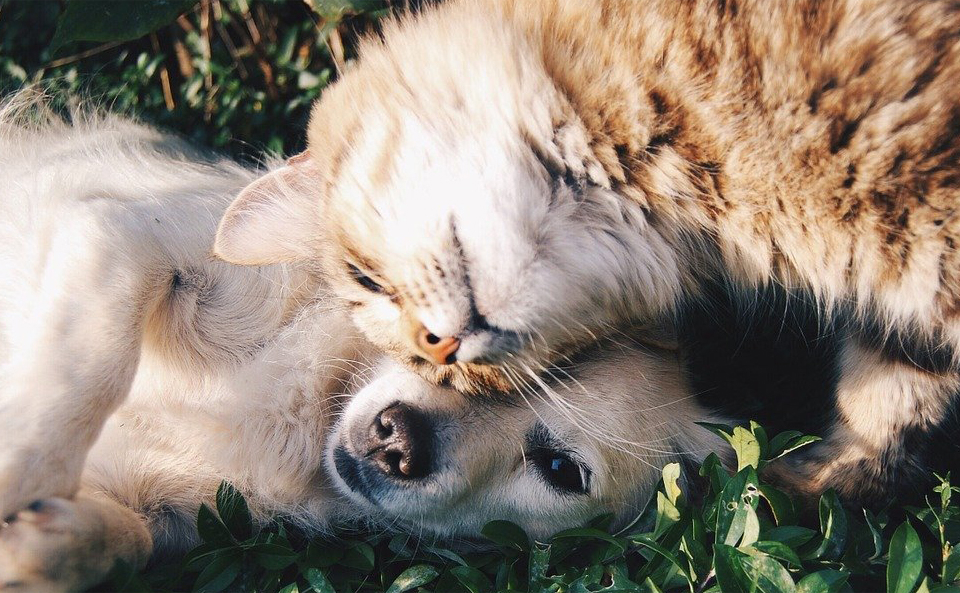 ペットフード販売事業